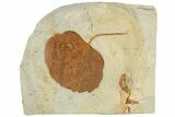 Fossil Leaf (Zizyphoides) - Montana #190323-1